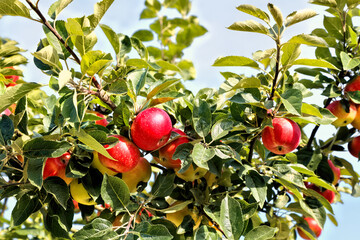 Ripe red apples on a tree.