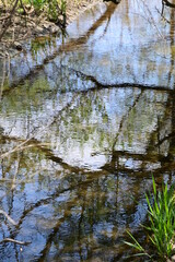新緑の森と植物