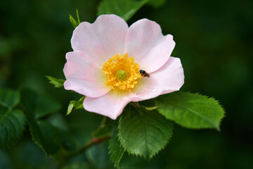 Close-up of a Dog Rose flower (Rosa canina)