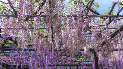 春風にそよぐ紫色の藤棚