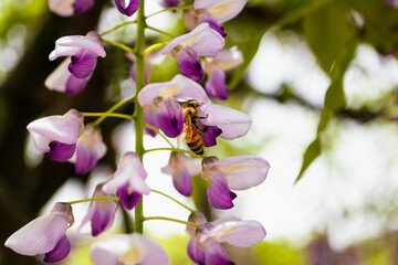 藤の花の蜜を集めるミツバチ
