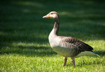 Naklejka na ściany i meble The wild greylag goose standing on the green lawn in a public park. The greylag goose is a species of large goose in the waterfowl family Anatidae.