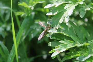 Crane fly on the leaves 