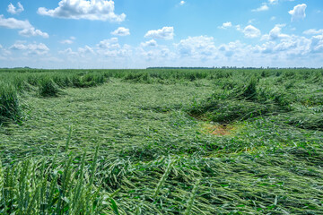 Field of lying broken green young unripe wheat after a thunderstorm with hail, concept of losses...