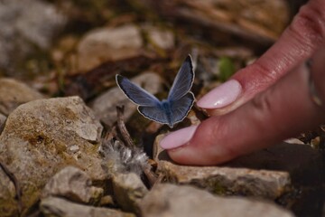 El tacto de la mariposa.