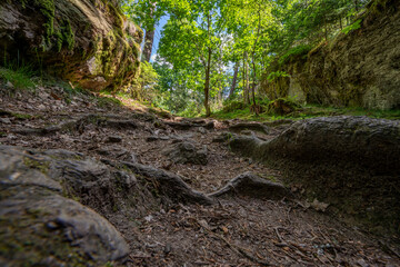 an old path with tree roots