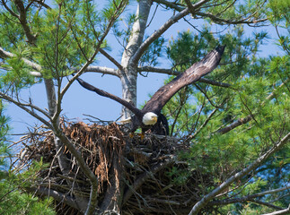 Coming out of the nest