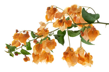 Bougainvillea flower, Paperflower, Orange Bougainvillea flower isolated on white background, with...