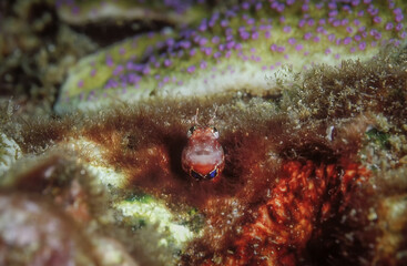 Colorful goby fish live in the hole in coral reef.