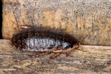 Bark Cockroach female, Hughes, ACT, March 2021