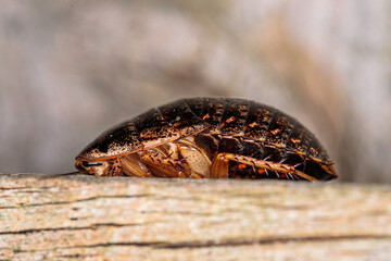Bark Cockroach female, Hughes, ACT, March 2021