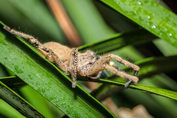 Beautiful Badge Huntsman, Hughes, ACT, May 2021