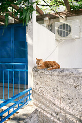 Ginger cat sits on a stone fence near the house