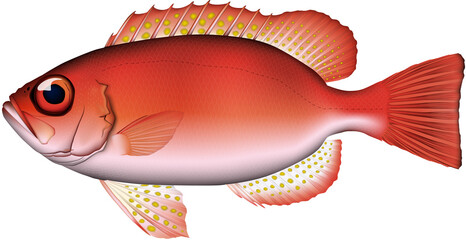 キントキダイ　魚イラスト　ベクター　AI形式