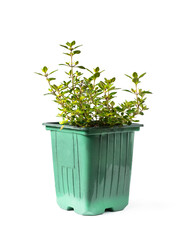 Lemon Thyme Plants in green recyclable plastic pot isolated on white background