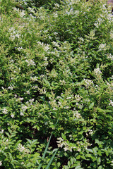 Fototapeta na wymiar Siepe verde con fiorellini bianchi