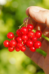 Red currants. Ribes rubrum.