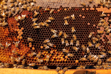Bees are working on the honeycomb.	