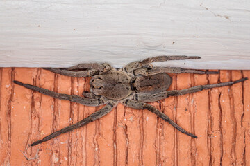 Grey Wolf Spider female, Hughes, ACT, March 2021