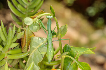 False Garden Mantis, Hughes, ACT, January 2021