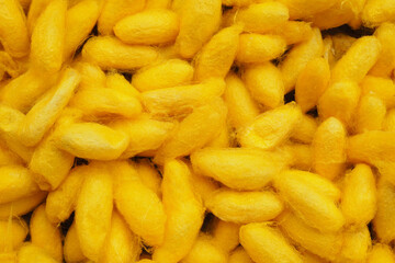 Yellow mulberry silk that is a worm for background, Thai silk production