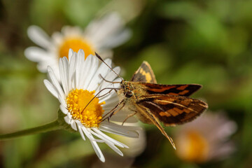 Greenish Grass-dart, Hughes, ACT, March 2021