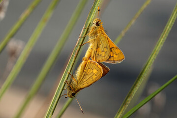 Greenish Grass-dart mating, Hughes, ACT, March 2021