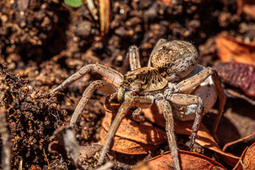 Tasmanicosa wolf spider with egg sac, Hughes, ACT, February 2021