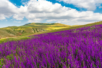 Fototapeta na wymiar Wild purple flowers in the field