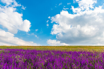 Wild purple flowers in the field
