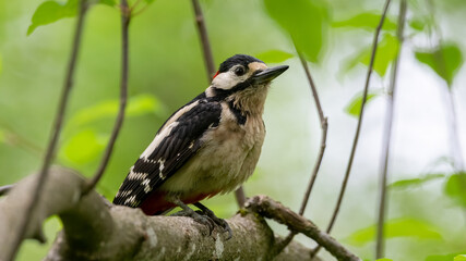 bird, natur, wild lebende tiere, ast, tier, baum, wild, green, blau, gelb, schnabel, wald,