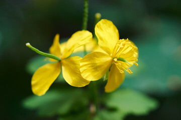Obraz premium Flowers of greater celandine plant in forest. Treatment with folk methods. Treatment of skin diseases with herbs