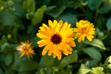Yellow medical calendula flower close-up on a blurred background of green leaves.