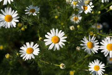 Fototapeta premium Background with beautiful chamomiles on a summer meadow. Close-up.