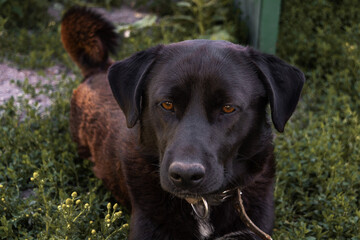 An adorable black dog lies in the green grass. Close-up.
