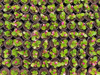 Industrial growing pink, red begonias in greenhouse, flowers in pots.