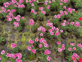 Fototapeta na wymiar Dianthus caryophyllus. Vibrant pink carnations in the greenhouse.