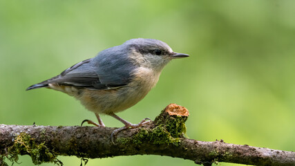 Fototapeta premium bird, natur, wild lebende tiere, tier, ast, wild, robin, schnabel, blau, baum