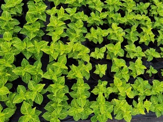 Green leaves of coleus. Coleus in pots, greenhouse.