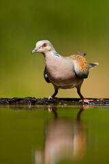Zomertortel, European Turtle Dove, Streptopelia turtur