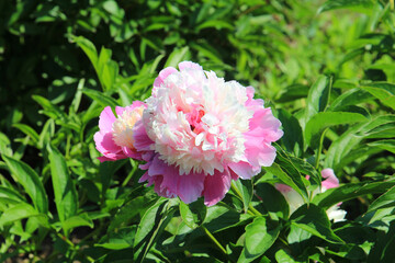 bright beautiful summer peonies in the botanical garden