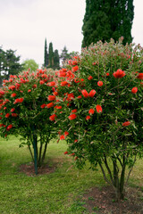 Fototapeta na wymiar Callistemon bushes blooming with red flowers in a green park