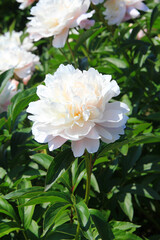 bright beautiful summer peonies in the botanical garden