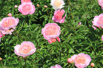 bright beautiful summer peonies in the botanical garden