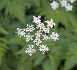 flowering