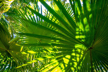 Fototapeta na wymiar Lush green rainforest in Eungella National Park, Queensland, Australia