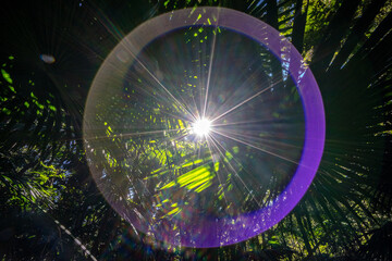 Circular lens flare in the tropical rainforest