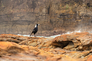 Seabird Standing on Sea Shore Rock in Summer. Wildlife Concept