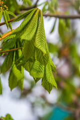 Green Chestnut Leaves in beautiful light. Spring season, spring colors.