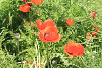bright summer poppies in the city garden